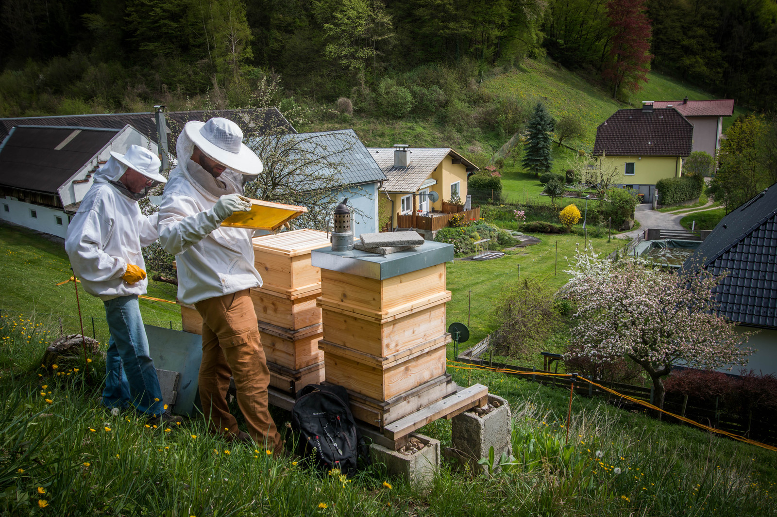 Fullscreen Page bienentanz