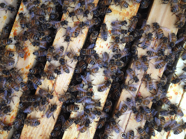 Bienen der C5.JPG