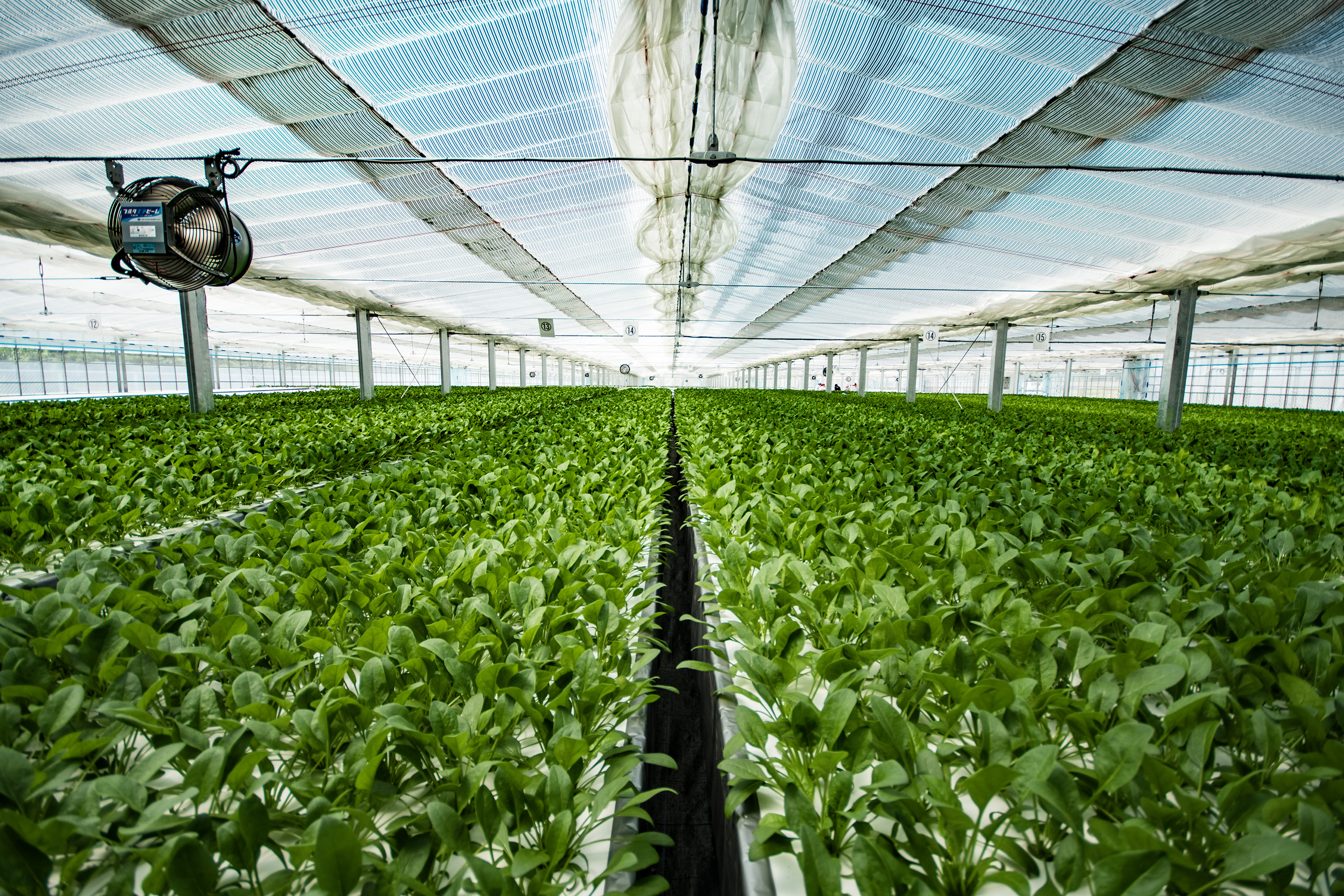 施設情報生で食べられるほうれん草きのくに農業村