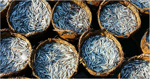 anchovies.png