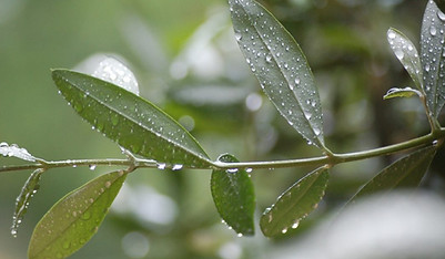 olivo foglie con rugiada.jpg