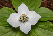 Cornus-canadensis.jpg