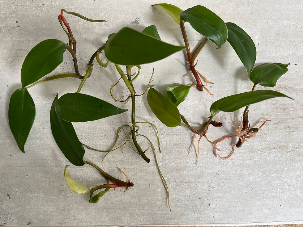 Thumbnail: Philodendron Red Emerald stekje