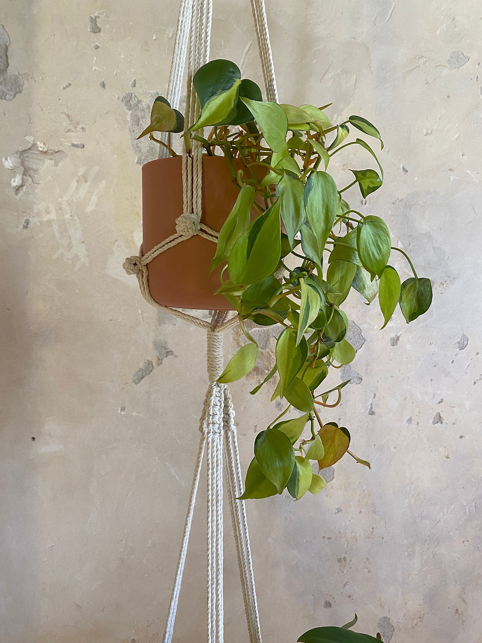 Thumbnail: Dubbele plantenhanger - Pictus