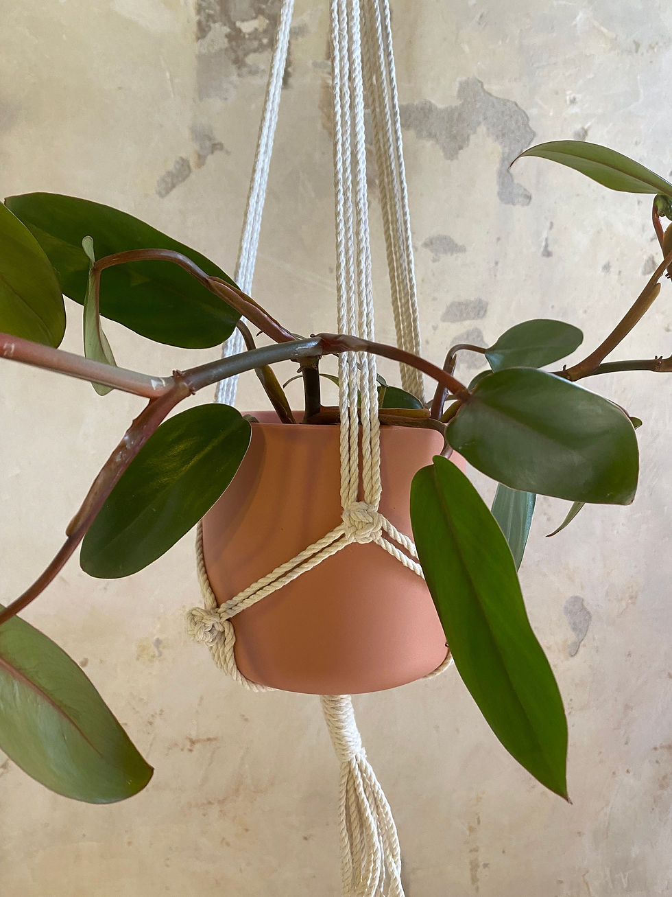 Thumbnail: Dubbele plantenhanger - Pictus