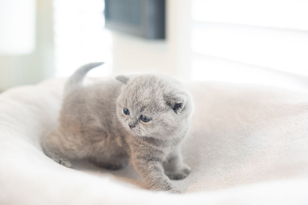 Cancido Dulci's Toulouse (4W)