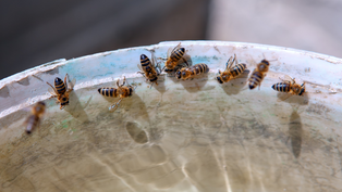 Water Foraging by Honey Bees
