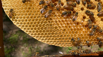 Brood and nurse bees on honeycomb