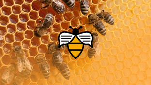 Bee Talks