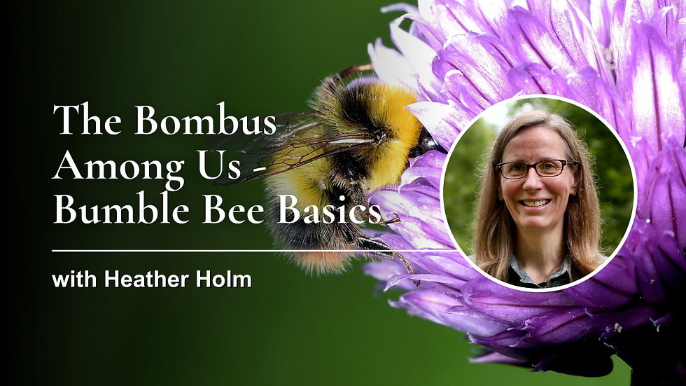 The Bombus Among Us - Bumble Bee Basics with Heather Holm