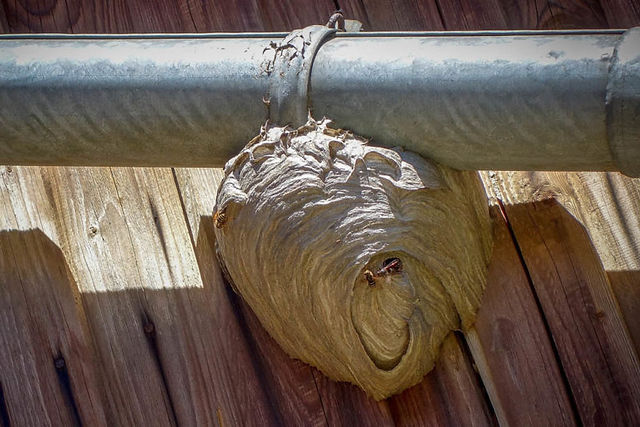 Wasp Nest