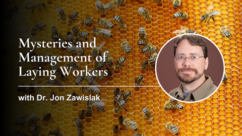 Mysteries and Management of Laying Workers with Dr. Jon Zawislak