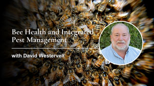 Bees swarm background with text: "Bee Health and Integrated Pest Management with David Westervelt," his portrait in a circle overlay.