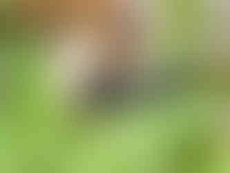 Creeping Thyme blooms in July when many pollinators are ready to partake. Photos by Grai St. Clair Rice.