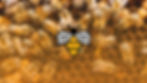Bee Talks
