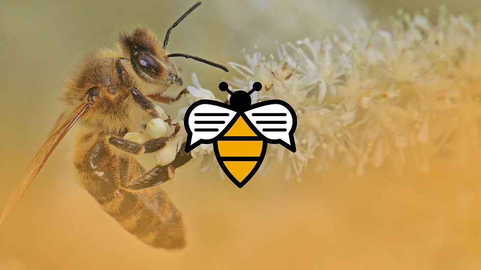 Bee Talks