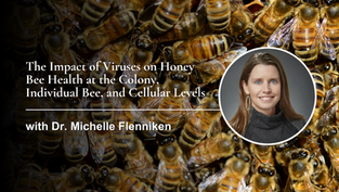 The Impact of Viruses on Honey Bee Health at the Colony, Individual Bee, and Cellular Levels with Dr. Michelle Flenniken