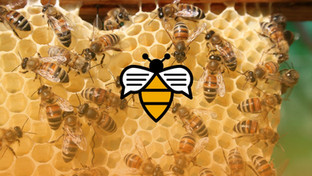 Bee Talks