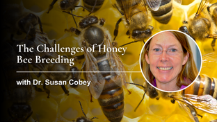 The Challenges of Honey Bee Breeding with Dr. Susan Cobey
