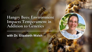 Hangry Bees: Environment Impacts Temperament in Addition to Genetics with Dr. Elizabeth Walsh