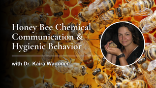 Honey Bee Chemical Communication & Hygienic Behavior with Dr. Kaira Wagoner
