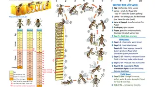 Beehive Inspection Checklist