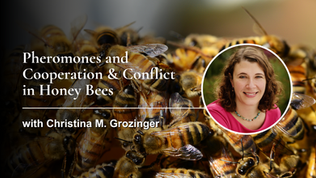 Pheromones and Cooperation & Conflict in Honey Bees with Dr. Christina M. Grozinger