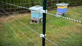 Close-up of electric bear fence corner post with polywire strands in grassy area.
