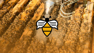 Bee Talks