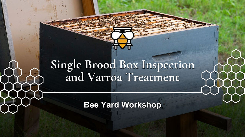 Single Brood Box Inspection & Varroa Treatment