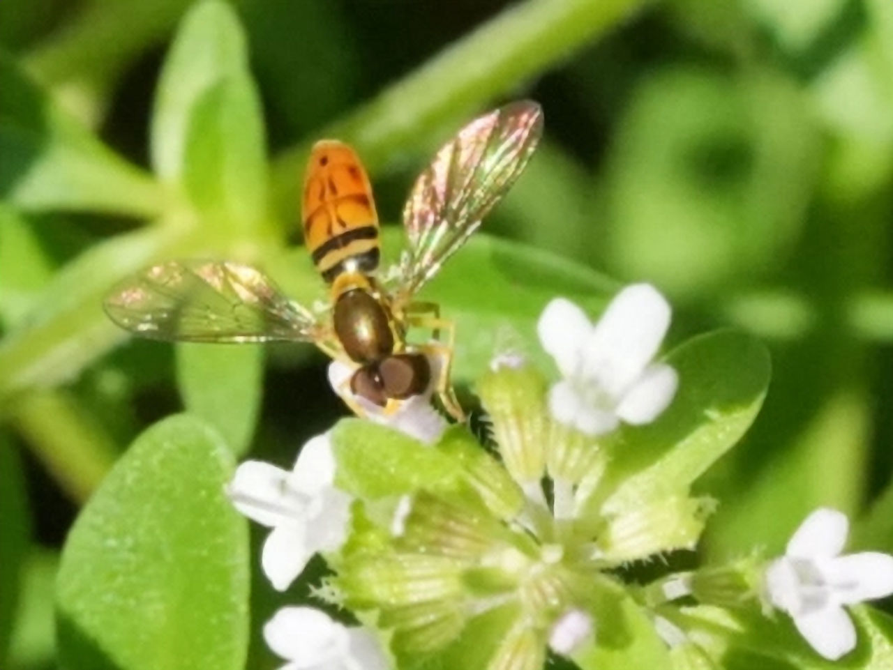 Creeping Thyme blooms in July when many pollinators are ready to partake. Photos by Grai St. Clair Rice.
