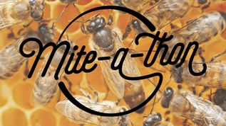 Participate in The North America Mite-A-Thon