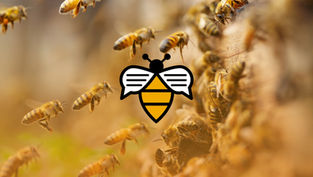 Bee Talks Recap | April 2024