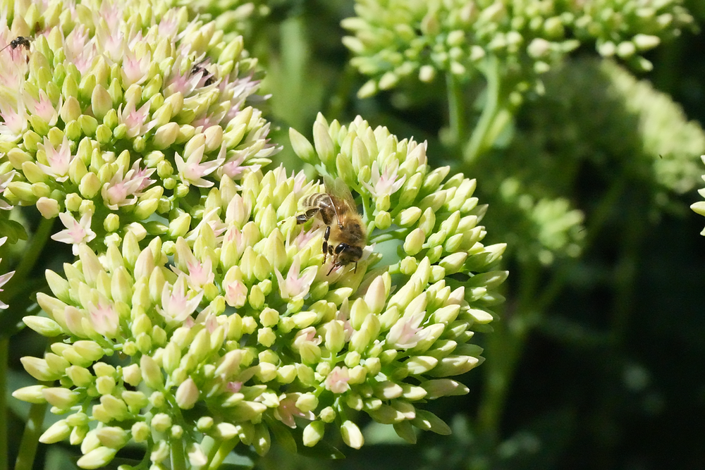 Beejoy Beekeeping Newsletter - Summer 2024
