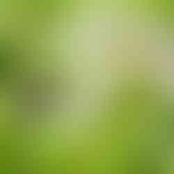     Creeping Thyme blooms in July when many pollinators are ready to partake. Photos by Grai St. Clair Rice.