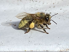 Close-up of a bee with pollen on its legs, standing on a white surface. The bee's detailed wings and fuzzy body are visible.