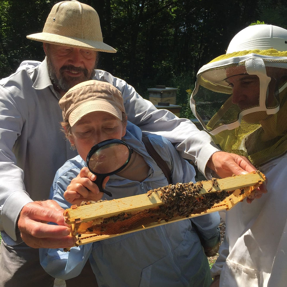 Beekeepers inspect hives outdoors