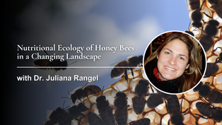 Nutritional Ecology of Honey Bees in a Changing Landscape with Dr. Juliana Rangel