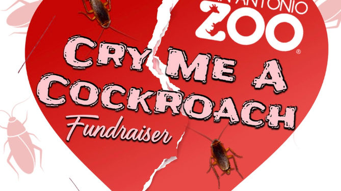 Valentine’s Day in San Antonio