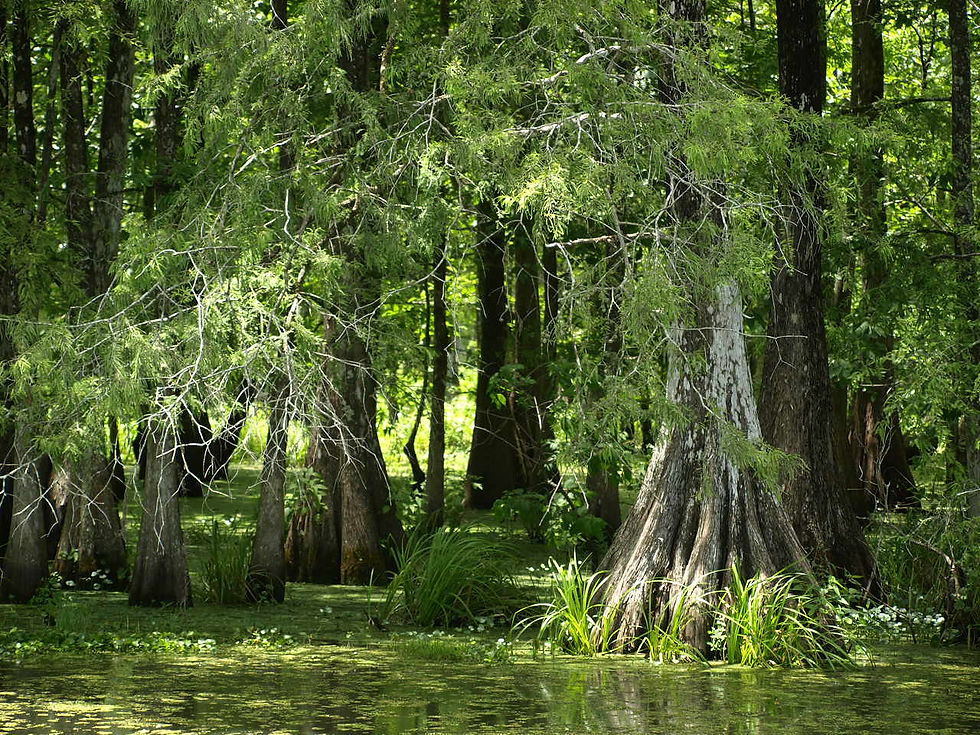 louisiana bayou