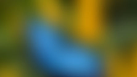 September's Blue Morpho Month at Callaway Resort & Gardens