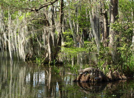 The haunts of Cajun Country