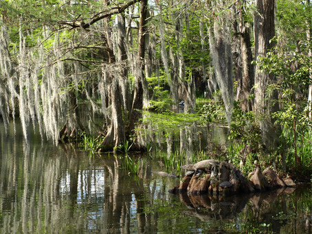 The haunts of Cajun Country
