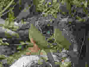 chachalacas
