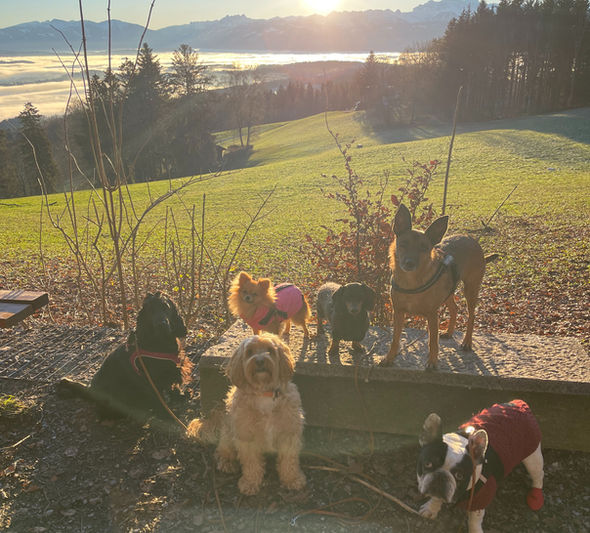 Meine Hundebetreuung umfasst die Gebiete: Stäfa, Männedorf, Oetwil am See, Hombrechtikon, Uerikon Stäfa und Uetikon am See. Hundebetreuung Männedorf 8708
Hundebetreuung Stäfa 8712 
Hundebetreuung Oetwil am See
Hundebetreuung Uetikon am See 8618
Hundebetreuung Hombrechtikon 8634
Hundesitter Männedorf 8708
Hundesitter Stäfa 8712
Hundesitter Oetwil am See 
Hundesitter Hombrechtikon 
Hundebetreuer in der Nähe 
Hundebetreuung in der Nähe 
Hundebetreuer in Männedorf 8708
Hundebetreuer in Stäfa 8712
Hundebetreuer Oetwil am See
Familiäre Hundepension 
Hundebetreuung mit Abholung in Stäfa und Männedorf 
Welpenbetreuung Männedorf
Welpenbetreuung Stäfa
Welpenbetreuung Uetikon am See 
Beste Hundepension Männedorf 
Beste Hundepension Stäfa 
Hundeparadies Männedorf 8708 
Dogsitter Stäfa 8712
Dogsitter Männedorf 8708
Dogsitter Oetwil am See
Hundebetreuung Uetikon am See 8707
Hundesitter Oetwil am See 
Betreuung Hund Männedorf 
Betreuung Hund Stäfa  
Hundebetreuung Uetikon am See  
Hundetagesstätte Männedorf 8708
Hundetagesstätte Stäfa 8712
Hundetagesstätte Oetwil am See
Tagesbetreuung Hund 
Dogwalker 
Dogwalking 