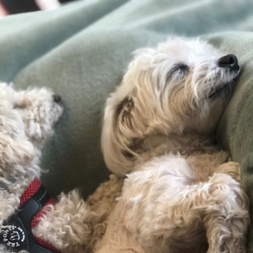 Hundebetreuung Männedorf 8708
Hundebetreuung Stäfa 8712
Hundesitter Männedorf 8708
Hundesitter Stäfa 8712
Hundebetreuer in der Nähe
Hundebetreuung in der Nähe
Hundebetreuer in Männedorf 8708
Hundebetreuer in Stäfa 8712
Hundebetreuer in Uetikon am See 8707
Familiäre Hundepension
Hundebetreuung mit Abholung in Stäfa und Männedorf
Welpenbetreuung Männedorf
Welpenbetreuung Stäfa
Welpenbetreuung Uetikon am See
Beste Hundepension Männedorf
Beste Hundepension Stäfa
Hundeparadies Männedorf 8708
Dogsitter Stäfa 8712
Dogsitter Männedorf 8708
Dogsitter Uetikon am See 8707
Hundebetreuung Uetikon am See 8707
Hundesitter Uetikon am See 8707
Betreuung Hund Männedorf
Betreuung Hund Stäfa
Betreuung Hund Uetikon am See
Hundetagesstätte Männedorf 8708
Hundetagesstätte Stäfa 8712
Hundetagesstätte Uetikon am See 8707
Tagesbetreuung Hund
Dogwalker
Dogwalking
Hundehotel
Hund in Pension geben