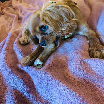 Hundebetreuung Männedorf 8708
Hundebetreuung Stäfa 8712
Hundesitter Männedorf 8708
Hundesitter Stäfa 8712
Hundebetreuer in der Nähe
Hundebetreuung in der Nähe
Hundebetreuer in Männedorf 8708
Hundebetreuer in Stäfa 8712
Hundebetreuer in Uetikon am See 8707
Familiäre Hundepension
Hundebetreuung mit Abholung in Stäfa und Männedorf
Welpenbetreuung Männedorf
Welpenbetreuung Stäfa
Welpenbetreuung Uetikon am See
Beste Hundepension Männedorf
Beste Hundepension Stäfa
Hundeparadies Männedorf 8708
Hundeparadies Stäfa 8712
Hundeparadies Uetikon am See 8707
Dogsitter Stäfa 8712
Dogsitter Männedorf 8708
Dogsitter Uetikon am See 8707
Hundebetreuung Uetikon am See 8707
Hundesitter Uetikon am See 8707
Betreuung Hund Männedorf
Betreuung Hund Stäfa
Betreuung Hund Uetikon am See
Hundetagesstätte Männedorf 8708
Hundetagesstätte Stäfa 8712
Hundetagesstätte Uetikon am See 8707
Tagesbetreuung Hund
Dogwalker
Dogwalking
Hundehotel
Hund in Pension geben
Familiäre Dogsitter Männedorf 8708
Familiäre Hundbetreuung Stäfa 8712
Familiäre Hundesitter Uetikon am See 8707
Persönlicher Dogsitter
Liebevolle Hundebetreuung
Kleine Hundepension