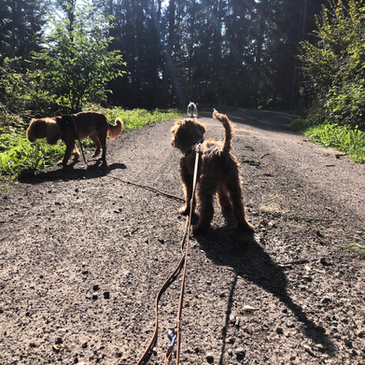 Hundebetreuung Männedorf 8708
Hundebetreuung Stäfa 8712
Hundesitter Männedorf 8708
Hundesitter Stäfa 8712
Hundebetreuer in der Nähe
Hundebetreuung in der Nähe
Hundebetreuer in Männedorf 8708
Hundebetreuer in Stäfa 8712
Hundebetreuer in Uetikon am See 8707
Familiäre Hundepension
Hundebetreuung mit Abholung in Stäfa und Männedorf
Welpenbetreuung Männedorf
Welpenbetreuung Stäfa
Welpenbetreuung Uetikon am See
Beste Hundepension Männedorf
Beste Hundepension Stäfa
Hundeparadies Männedorf 8708
Hundeparadies Stäfa 8712
Hundeparadies Uetikon am See 8707
Dogsitter Stäfa 8712
Dogsitter Männedorf 8708
Dogsitter Uetikon am See 8707
Hundebetreuung Uetikon am See 8707
Hundesitter Uetikon am See 8707
Betreuung Hund Männedorf
Betreuung Hund Stäfa
Betreuung Hund Uetikon am See
Hundetagesstätte Männedorf 8708
Hundetagesstätte Stäfa 8712
Hundetagesstätte Uetikon am See 8707
Tagesbetreuung Hund
Dogwalker
Dogwalking
Hundehotel
Hund in Pension geben
Familiäre Dogsitter Männedorf 8708
Familiäre Hundbetreuung Stäfa 8712
Familiäre Hundesitter Uetikon am See 8707
Persönlicher Dogsitter
Liebevolle Hundebetreuung
Kleine Hundepension