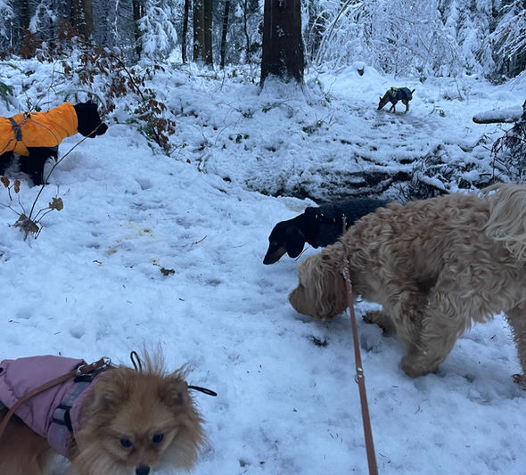 Meine Hundebetreuung umfasst die Gebiete: Stäfa, Männedorf, Oetwil am See, Hombrechtikon, Uerikon Stäfa und Uetikon am See. Hundebetreuung Männedorf 8708
Hundebetreuung Stäfa 8712 
Hundebetreuung Oetwil am See
Hundebetreuung Uetikon am See 8618
Hundebetreuung Hombrechtikon 8634
Hundesitter Männedorf 8708
Hundesitter Stäfa 8712
Hundesitter Oetwil am See 
Hundesitter Hombrechtikon 
Hundebetreuer in der Nähe 
Hundebetreuung in der Nähe 
Hundebetreuer in Männedorf 8708
Hundebetreuer in Stäfa 8712
Hundebetreuer Oetwil am See
Familiäre Hundepension 
Hundebetreuung mit Abholung in Stäfa und Männedorf 
Welpenbetreuung Männedorf
Welpenbetreuung Stäfa
Welpenbetreuung Uetikon am See 
Beste Hundepension Männedorf 
Beste Hundepension Stäfa 
Hundeparadies Männedorf 8708 
Dogsitter Stäfa 8712
Dogsitter Männedorf 8708
Dogsitter Oetwil am See
Hundebetreuung Uetikon am See 8707
Hundesitter Oetwil am See 
Betreuung Hund Männedorf 
Betreuung Hund Stäfa  
Hundebetreuung Uetikon am See  
Hundetagesstätte Männedorf 8708
Hundetagesstätte Stäfa 8712
Hundetagesstätte Oetwil am See
Tagesbetreuung Hund 
Dogwalker 
Dogwalking 