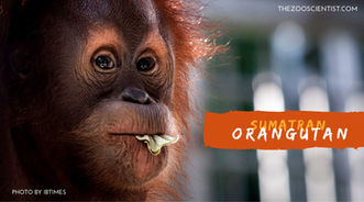 Saving Species One at a Time #4 Sumatran Orangutan